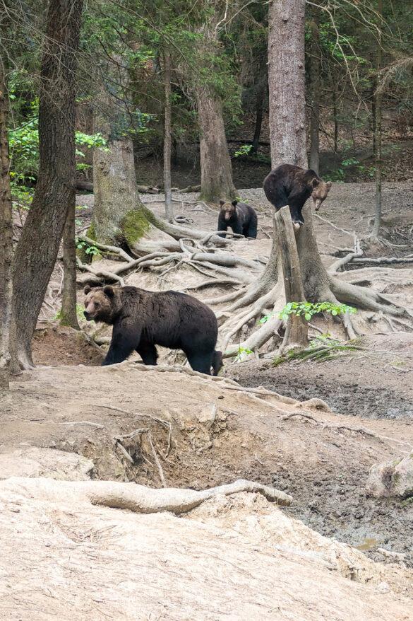 Drei Bären im Wald in Rumänien