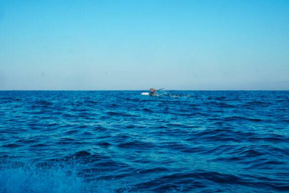 Wal im Wasser auf der Walbeobachtungstour in Mazunte