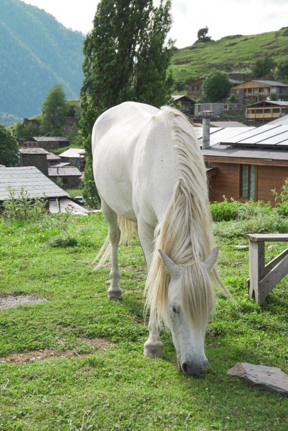 Pferd in den Bergen von Georgien