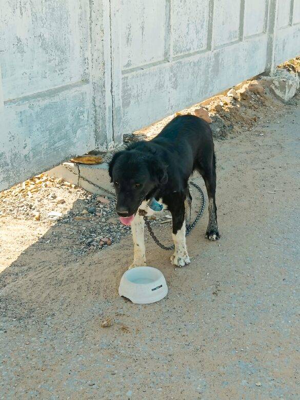 Hund in Kasachstan