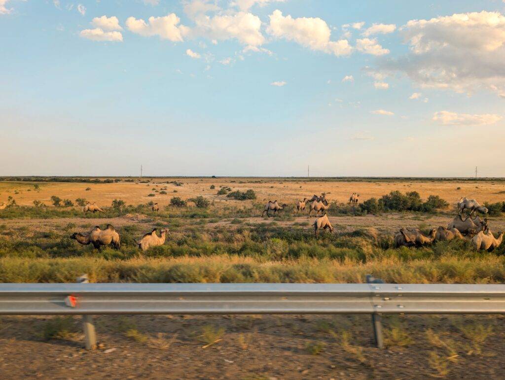 Kamele am Strassenrand in Kasachstan während Camper Reise