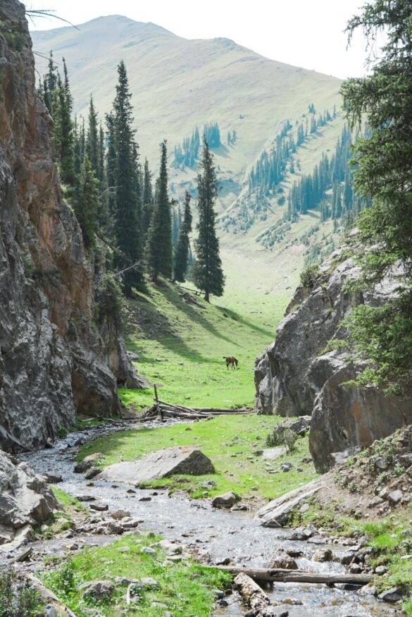 Alpenwiese Unkur Sai