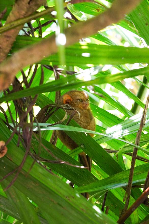 Sitzender Tarsier zwischen grünen Astblättern.